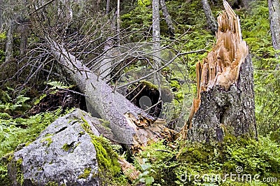 árvore Destruída