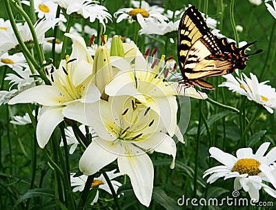 Borboleta E Flores Orientais Do Swallowtail Do Tigre
