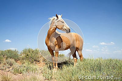 Cavalo Bonito Do Mustang Em Um Campo
