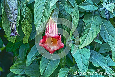 Imagens de Stock Royalty Free: Flor de trombeta. Imagem: 14958399