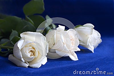 http://pt.dreamstime.com/rosas-brancas-no-azul-thumb431385.jpg